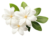 Jasmin